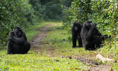 gorilla trekking bwindi uganda