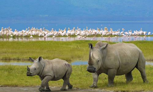 lake nakuru