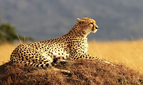 maasai mara national park safaris