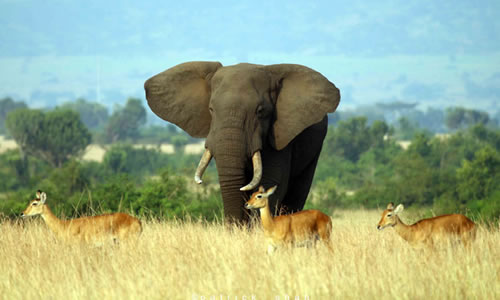 queen elizabeth national park uganda