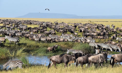 serengeti national park