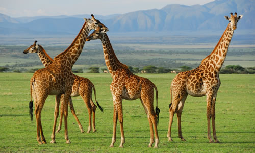 serengeti national park