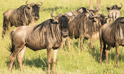 serengeti national park