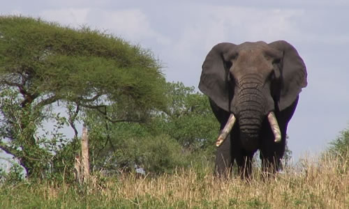 tarangire national park